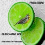 Phazelark - Meadowlark Lime