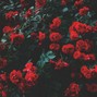 Timeline - Roses