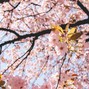Big Rodge Beats - Spring In Tokyo