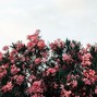 Lnly Boy - Roses