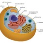 kayd3n - cell