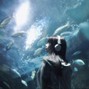 ☆ hateizumi - Steam