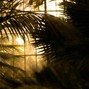 Flight Lounge Beats - {EXCLUSIVE SOLD} sunshine and grass (tropical carribbean type beat)