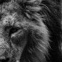 Flight Lounge Beats - [INSTRUMENTAL SOLD] lions in the mist {chill mysterious afrobeat}