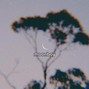 Flight Lounge Beats - {EXCLUSIVE SOLD} rose above 🌹 (chill hopeful lofi)