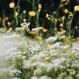 Flight Lounge Beats - spring eternal (prod. flight lounge)