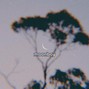 Flight Lounge Beats - [$10EXCLUSIVE] pyrite halos {trippy angelic house}