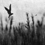 grayskies - brainfog