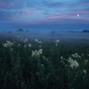 grayskies - blossom