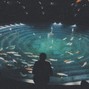 grayskies - aquarium