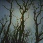 grayskies - lost woods