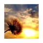 alexander keystone - spring in the air