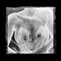 Vlntn - Muse