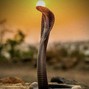 QuestionProductions - King Cobra / Oriental Type Beat