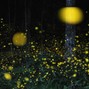 QuestionProductions - Fireflies