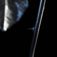 silphyn