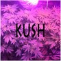 Apollo - Kush