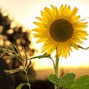 Gavann Music - Summer Days