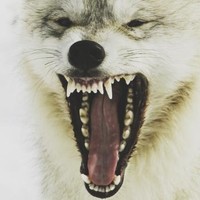 WOLFI