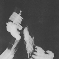 niteshark