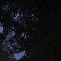 xShawnyboy  - Trees