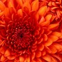 s1nat - китайская синт3тик4