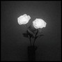 waldo - Rose