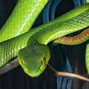 Twill - Guitar Snake