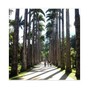 Yuri Pontes - Jardim Botanico