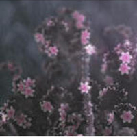 Yuutsu