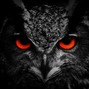 kebety katma - Owl