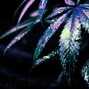 Ascidzz - Allergies