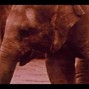 yunglettucegrinder - elephant