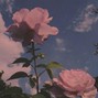 Lil Momon - Rosas