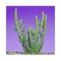 Ã?Â°Net GearÃ?Â° - desert