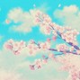 Okayche - cherry blossom