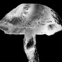 1psilocybin - psychedelic trap "idek" psilocybin