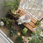 mooni - sunflower
