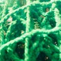 Asteroid - Hot Green Apocalypse_A$teroid