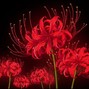Rozix - TRIPPIE REDD X RAGE TYPE BEAT - "BOUQUET"