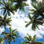 DXRKO - Palm Tree