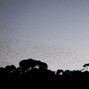 Girlyouknowiii - Birds