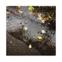 Gusunny - november26