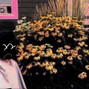 mizuri - flowers .001 (prod. mizuri)