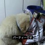 ailu 猫 - first sight