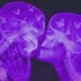 𝘙𝘰𝘮𝘢𝘯𝘪 - 100 𝑹𝒐𝒖𝒏𝒅𝒔