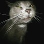 WH!RO - FELINE