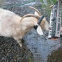 woadie - goat