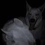 LOWKAI - WHITE FANG 