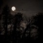 LOWKAI - Dark Forest 